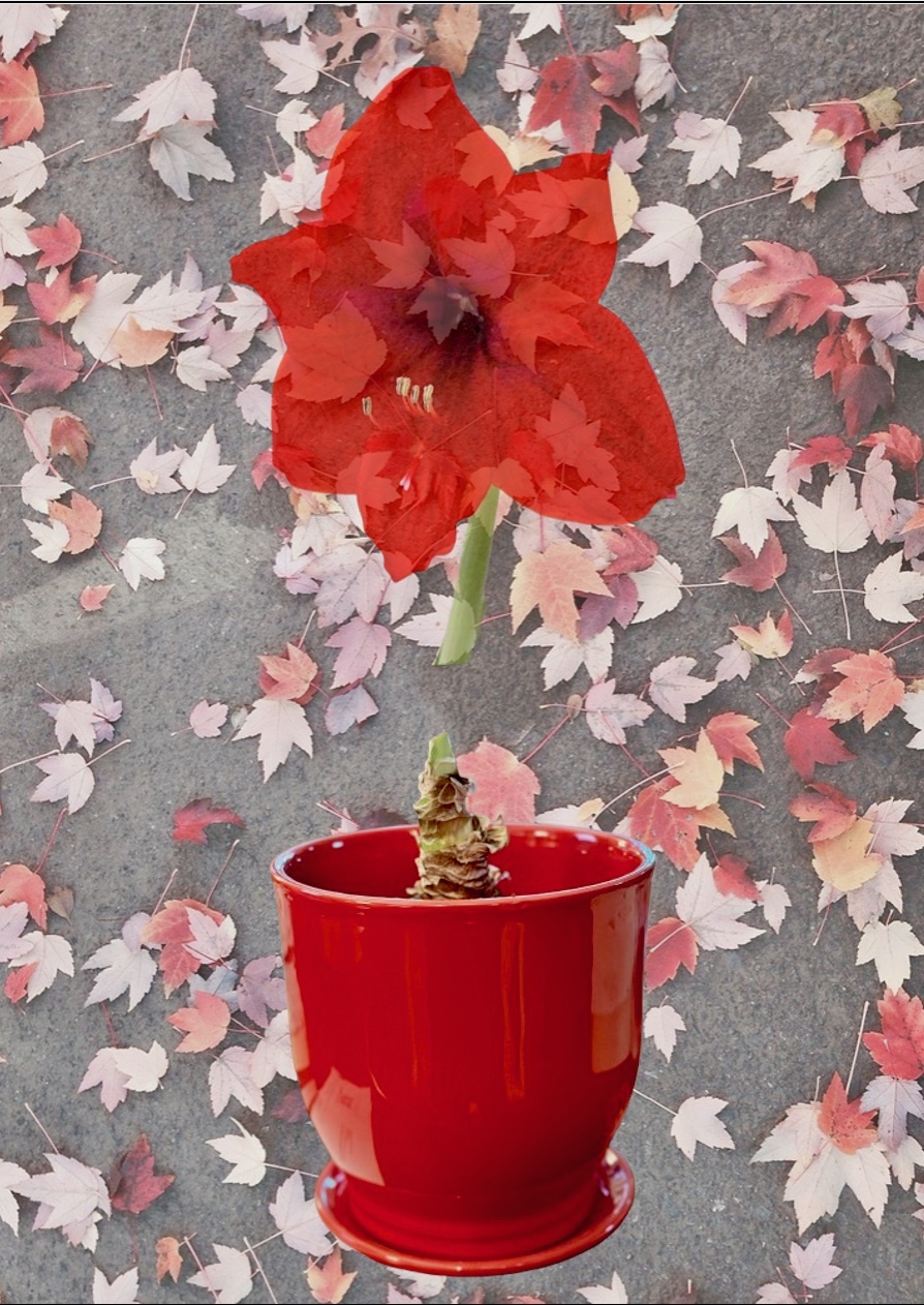 46 Amaryllis